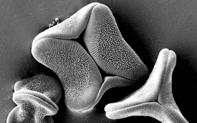 Dr. Jean Pierre Francois: “La naturaleza es fuente de creación y de admiración,  siempre nos sorprenderá de manera artística”