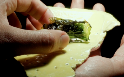 Investigación artística realizada en Quintay estrena documental sobre costumbres culinarias, algas y crisis climática