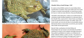 Expertos advierten que rana chilena está en peligro de desaparecer