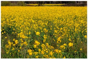 josebasso_expo_artespacio1