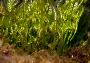 alga_ulva-intestinalis