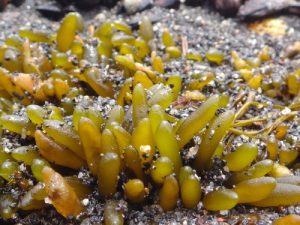alga_adenocystis-utricularis