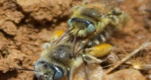 Académica UPLA liderará investigación sobre estrategia reproductiva de abeja nativa
