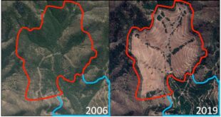 Científicos chilenos se unen en defensa del bosque nativo