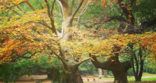 La química de los colores en la naturaleza