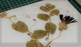 Herbario VALPL UPLA publica colección de plantas vasculares en plataforma digital abierta a Chile y el mundo