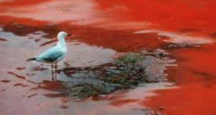 ¿Cómo evitar las intoxicaciones por Marea Roja?