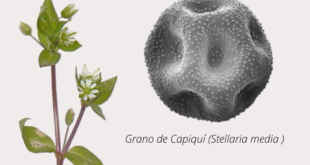 Palyno: Exposición artístico-científica se inaugurará en el Museo de Historia Natural de Valparaíso